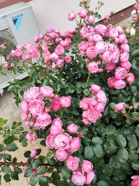  - Grădină vara 2024