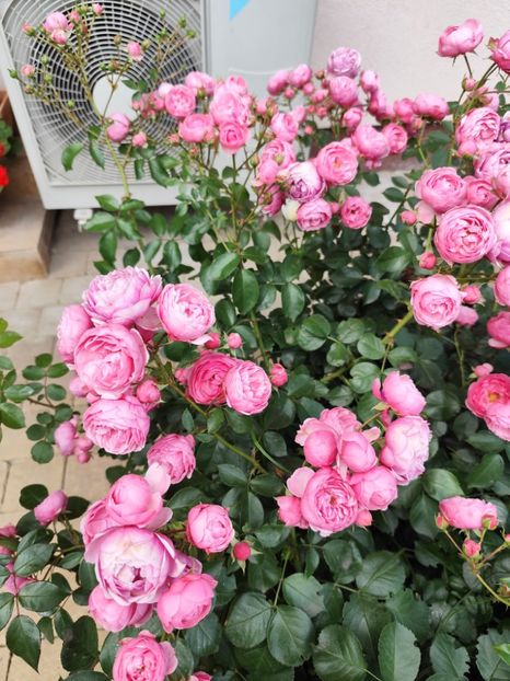  - Grădină vara 2024