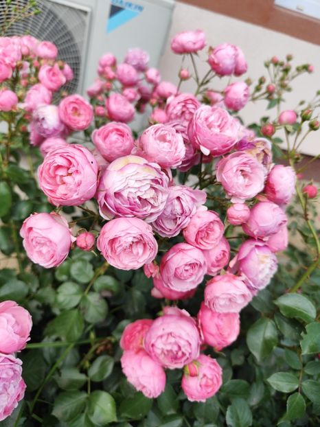  - Grădină vara 2024