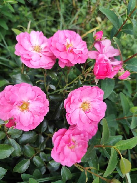  - Grădină vara 2024