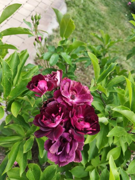  - Grădină vara 2024