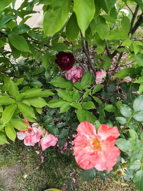  - Grădină vara 2024