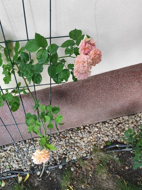  - Grădină vara 2024