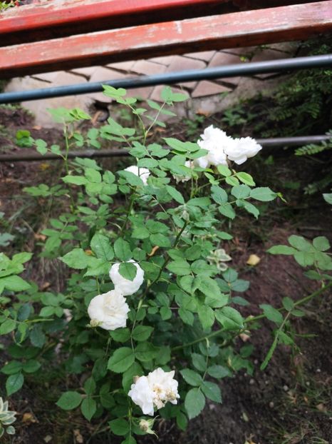  - Grădină vara 2024