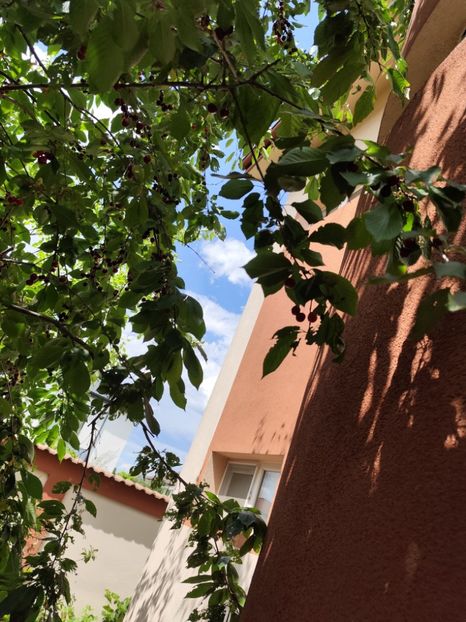  - Grădină vara 2024