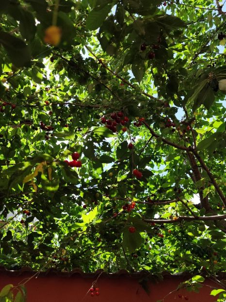  - Grădină vara 2024