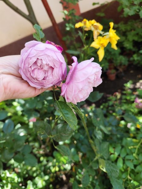  - Grădină vara 2024