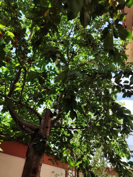  - Grădină vara 2024