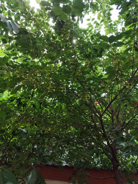  - Grădină vara 2024