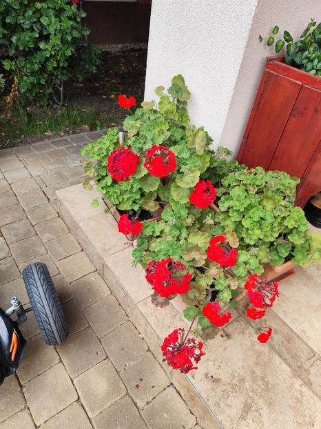  - Grădină vara 2024