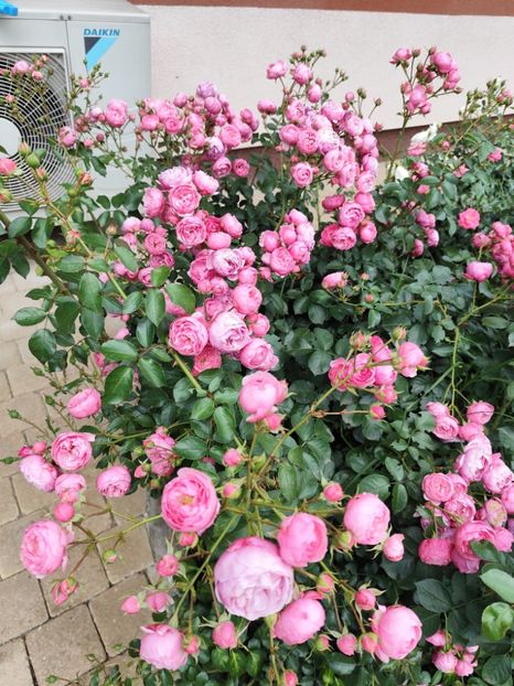  - Grădină vara 2024