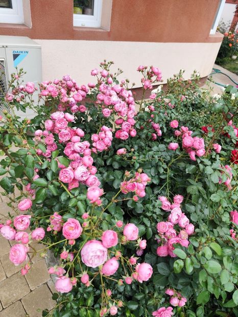  - Grădină vara 2024