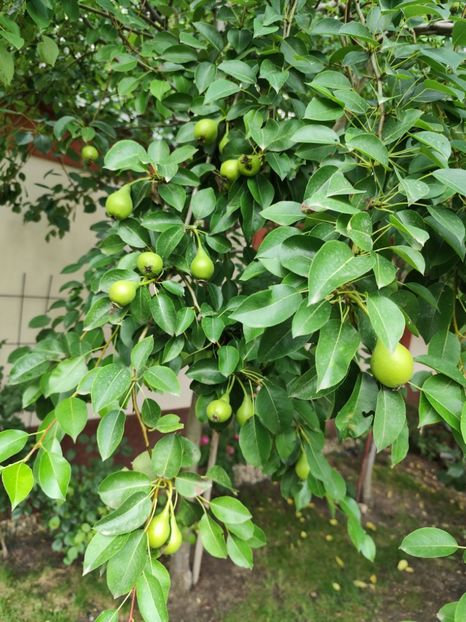  - Grădină vara 2024