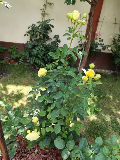  - Grădină vara 2024