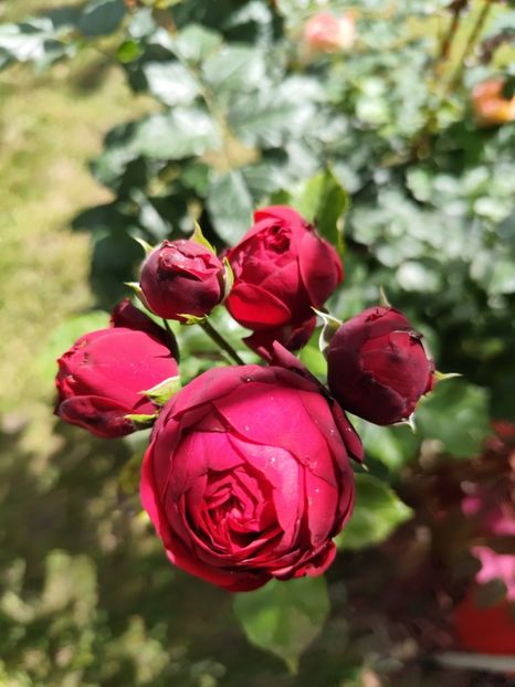  - Grădină vara 2024