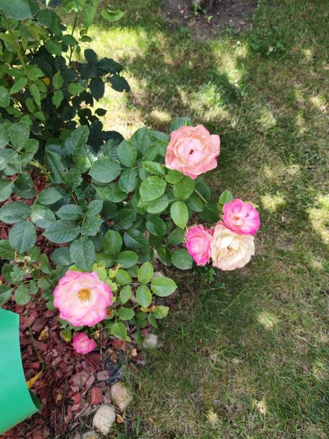  - Grădină vara 2024