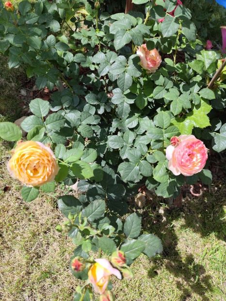  - Grădină vara 2024