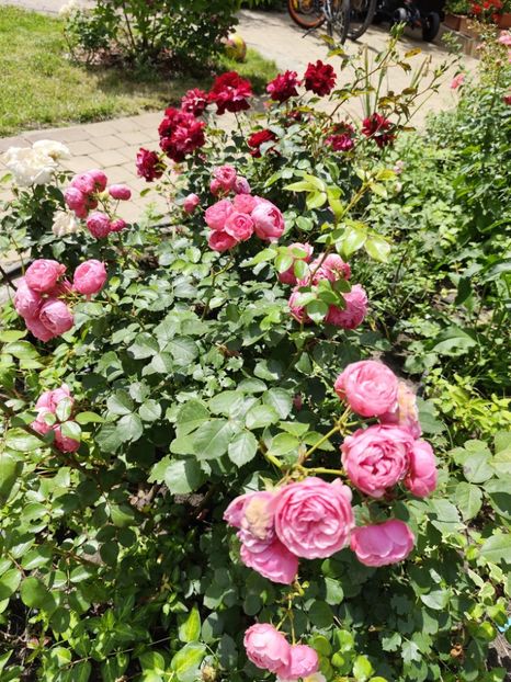  - Grădină vara 2024