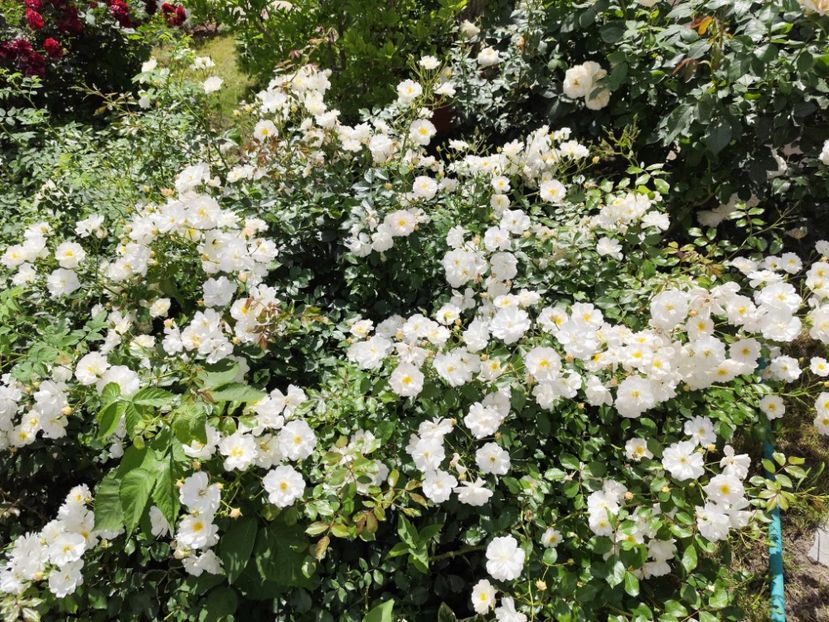  - Grădină vara 2024