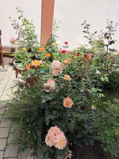  - Grădină vara 2024