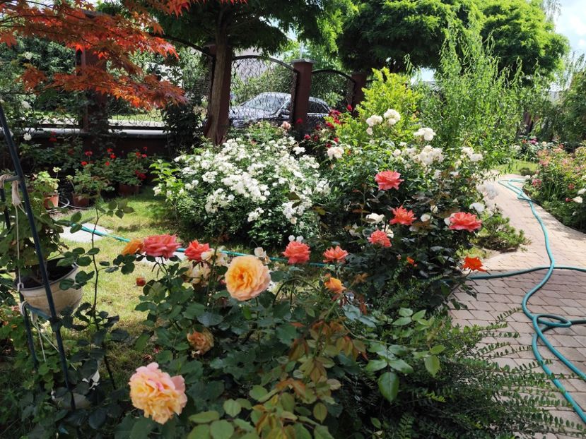  - Grădină vara 2024