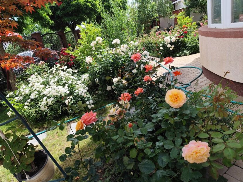  - Grădină vara 2024