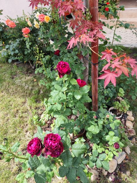  - Grădină vara 2024