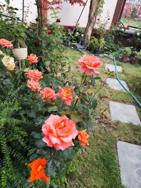  - Grădină vara 2024