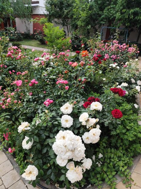  - Grădină vara 2024