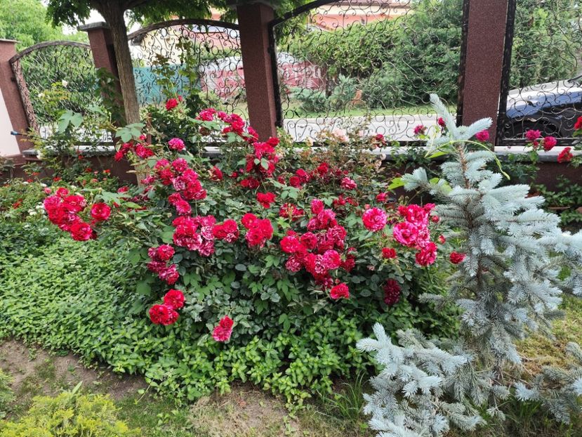  - Grădină vara 2024