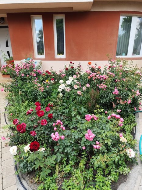  - Grădină vara 2024