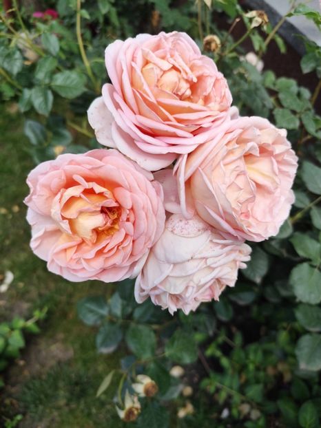  - Grădină vara 2024