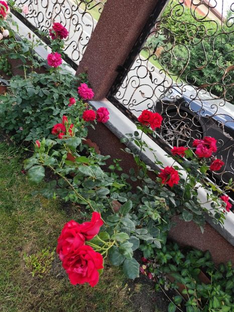  - Grădină vara 2024