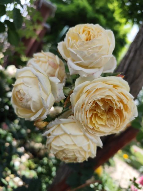  - Grădină vara 2024