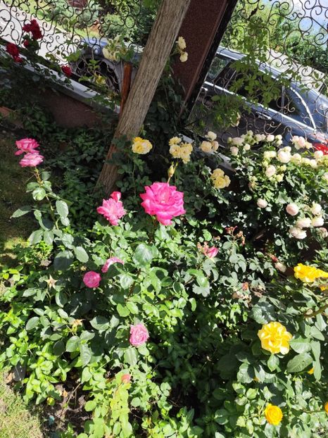  - Grădină vara 2024