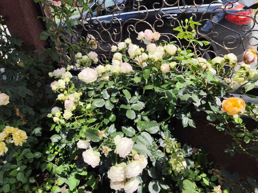  - Grădină vara 2024