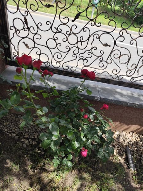  - Grădină vara 2024