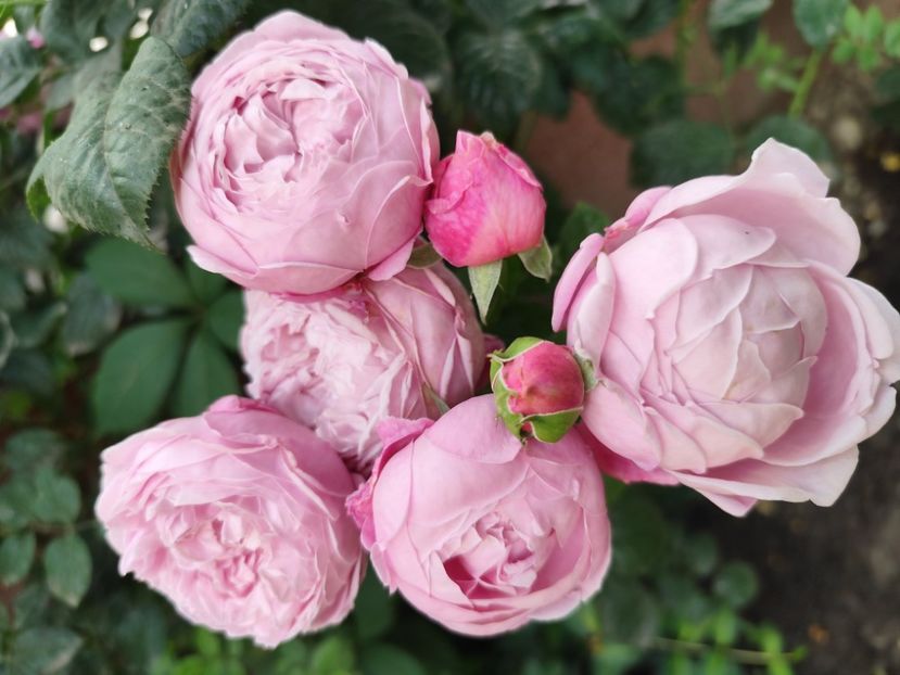  - Grădină vara 2024