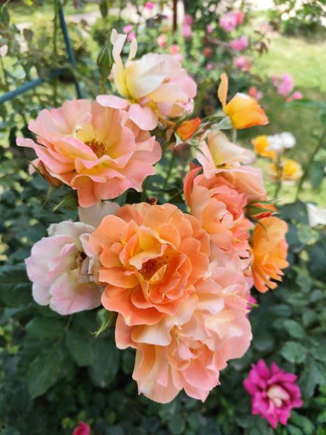  - Grădină vara 2024