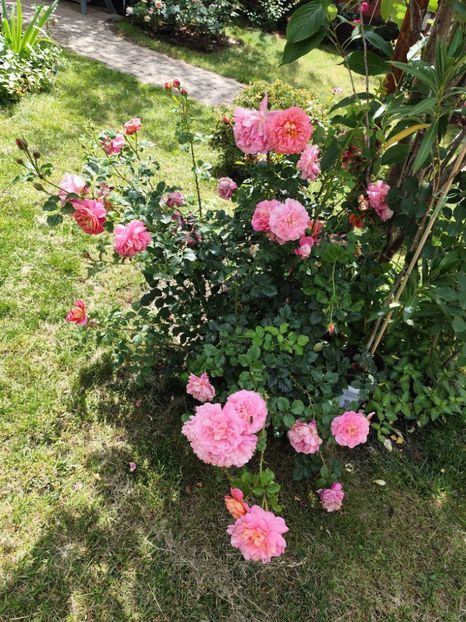  - Grădină vara 2024