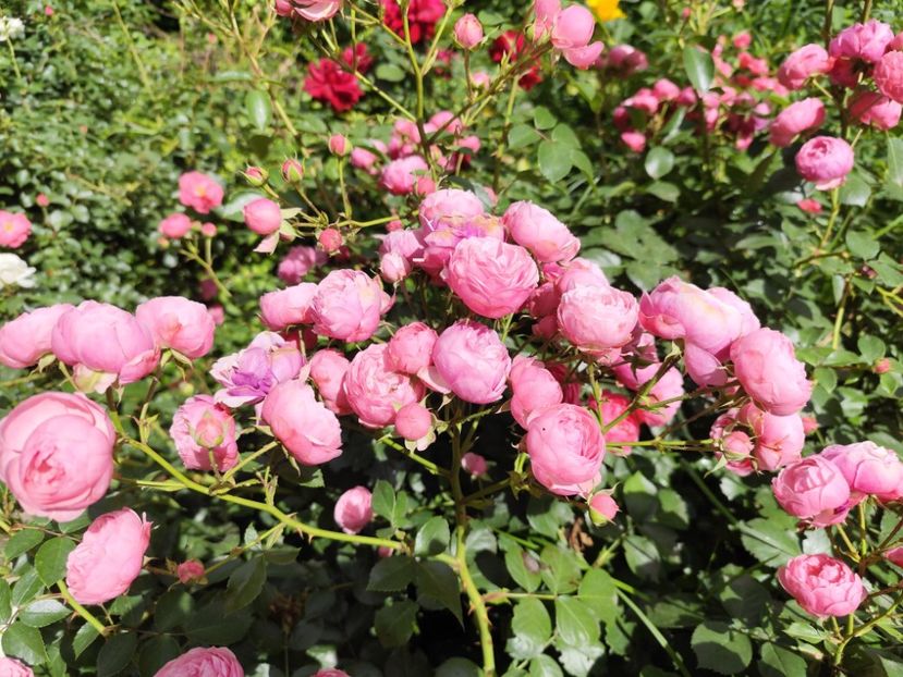  - Grădină vara 2024