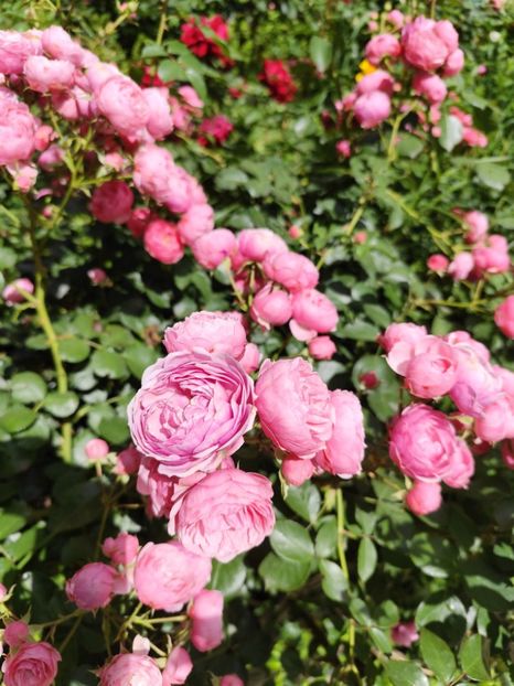  - Grădină vara 2024