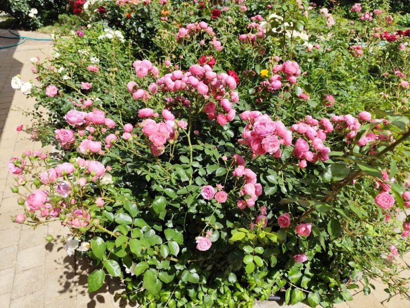  - Grădină vara 2024