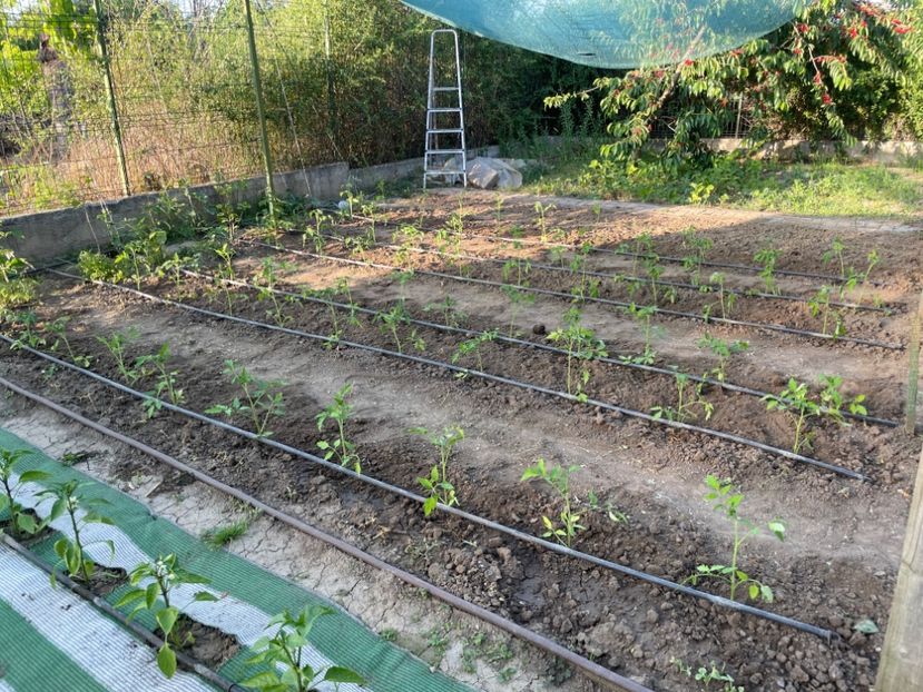  - 001 Gradina de legume 2023-2024-2025