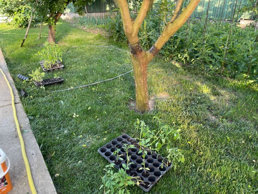  - 001 Gradina de legume 2023-2024-2025