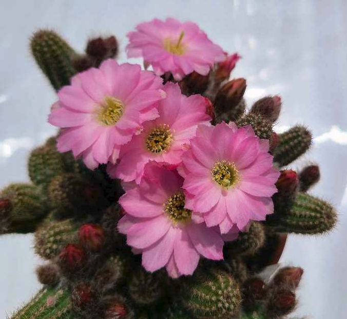 Chamaecereus hb Lincoln Pink Diamond - Chamaecereus hb Lincoln Pink Diamond