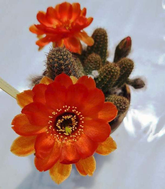 Chamaecereus hb Escarlata o-Hara - Chamaecereus hb Escarlata o-Hara