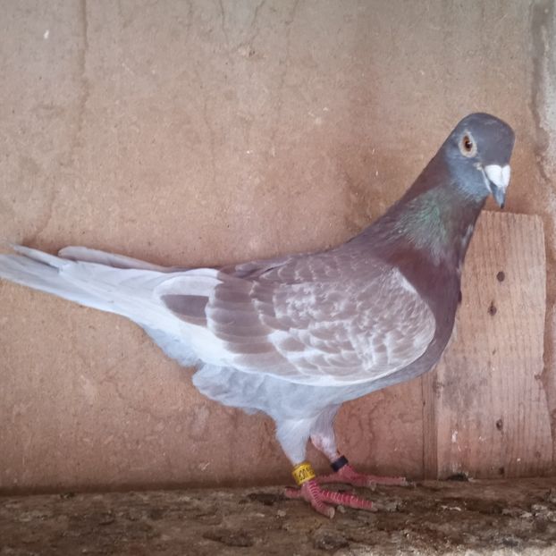 Mascul 19-654 - Porumbei vanduti