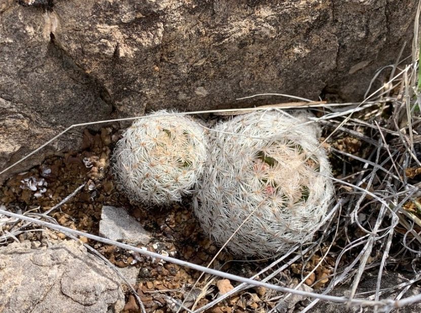  - Mammillaria Lasiacantha