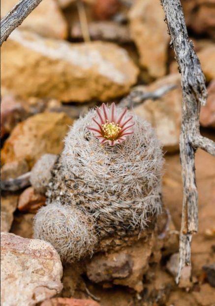  - Mammillaria Lasiacantha